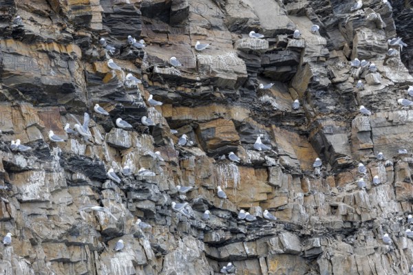 Group of kittiwakes (Rissa tridactyla) in a field wall, nesting sites, Mushamna, Spitsbergen, Svalbard