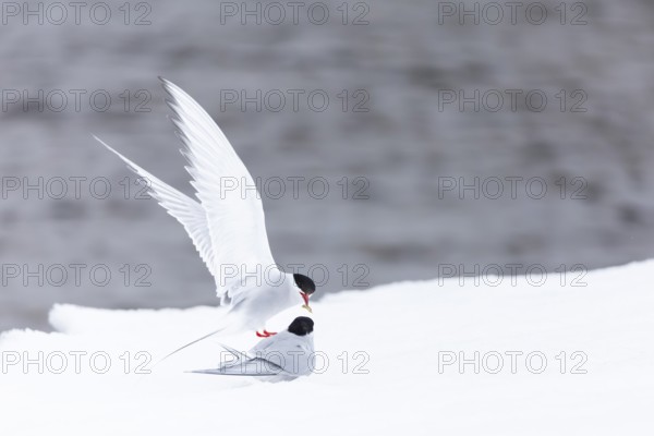 Arctic Arctic Tern (Sterna paradisaea), pair feeding, bridal gift, snow, Terns (Sterninae), Muchinsonfjord, Spitsbergen, Svalbard