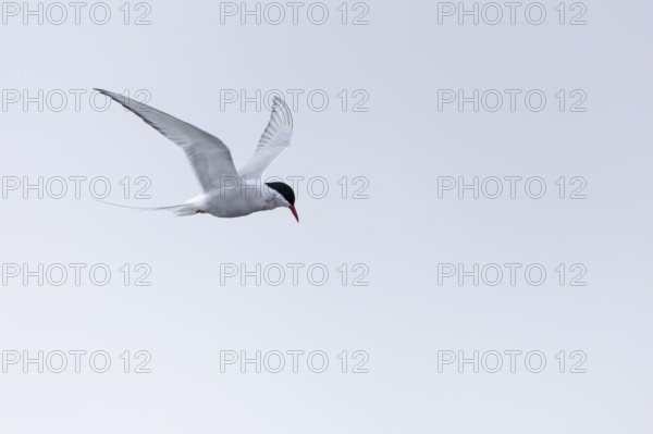 Arctic Arctic Tern (Sterna paradisaea) in a shaking flight to catch fish, Terns (Sterninae), Muchinsonfjord, Spitsbergen, Svalbard