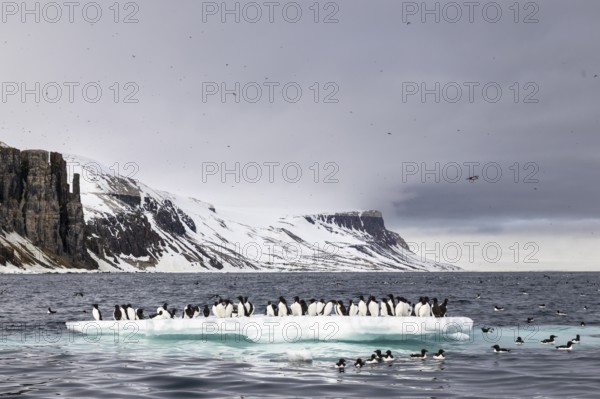 Thick-billed guillemot (Uria lomvia) on an ice floe, sea, water, alcids (Alcidae), Alkefjellet, Spitsbergen, Svalbard