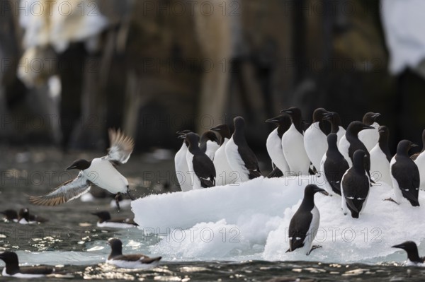 Thick-billed guillemot (Uria lomvia) on an ice floe, alcids (Alcidae), Alkefjellet, Spitsbergen, Svalbard