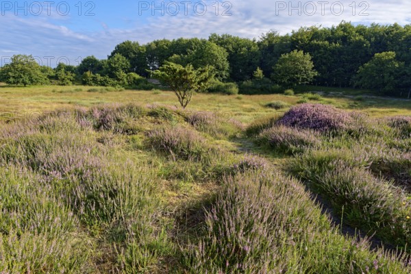 Ripple-crowned dune area in the Schleswig-Holstein municipality of Jörl. The nature reserve Düne am Rimmelsberg is an FFH area, overgrown with heather and juniper. Rimmelsberg, Jörl, Schleswig-Holstein, Germany
