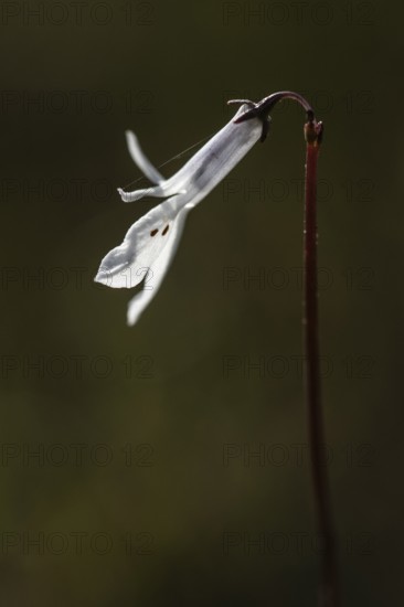 Water lobelia (Lobelia dortmanna), Emsland, Lower Saxony, Germany