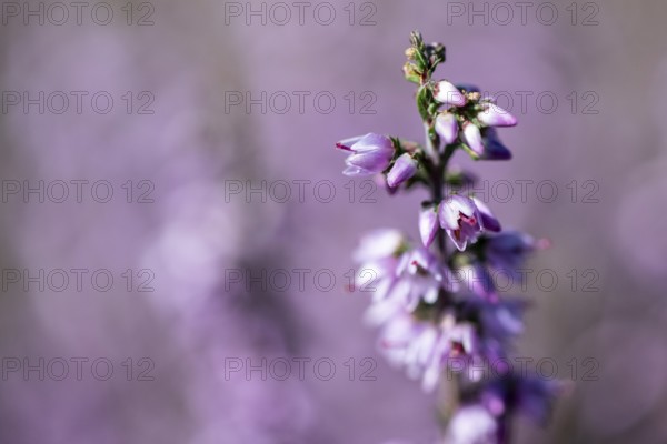 Heather (Calluna vulgaris), Emsland, Lower Saxony, Germany