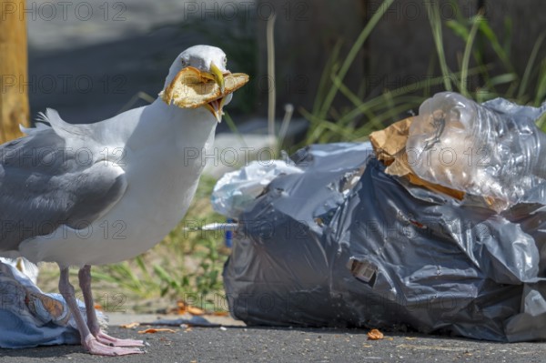 Bird nuisance by herring gull tearing up rubbish bag and feeding on trash, household refuse and garbage leaving a mess on street in coastal town