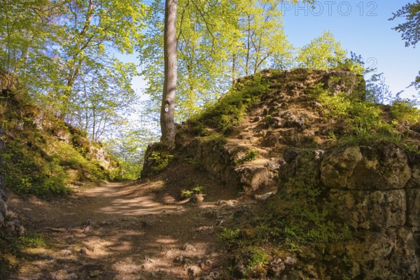 Ruin of Alter Lichtenstein near Lichtenstein Castle, eaves of the Swabian Alb, trees, deciduous forest, Honau, municipality of Lichtenstein, Baden-Württemberg, Germany
