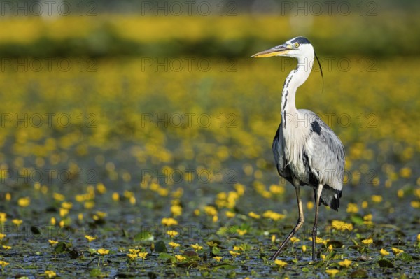 Grey heron (Ardea cinerea) amidst flowering sea pots (Nymphoides peltata) Hungary