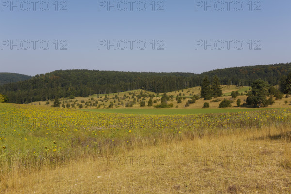 Landscape, nature, trees, meadow, juniper heath, Digelfeld near Hayingen, Swabian Alb, Baden-Württemberg, Germany