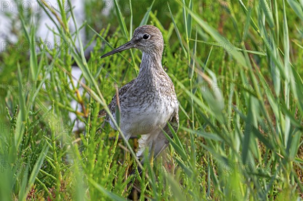 Injured common redshank (Tringa totanus) juvenile with broken wing hiding in glasswort vegetation in coastal saltmarsh, salt marsh in summer