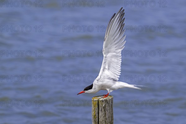 Common tern (Sterna hirundo) adult in breeding plumage perched on wooden pole and stretching wings along the North Sea coast in summer