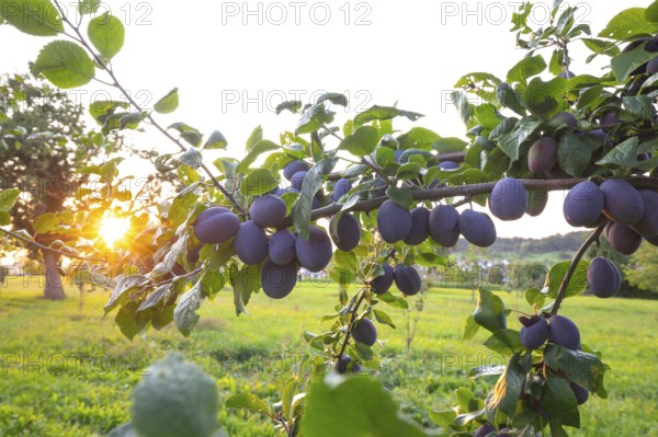 Plum tree in summer with ripe fruit and radiant sun star