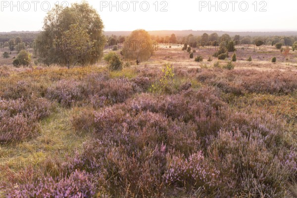 Beautiful sunset over the blooming heath on Wilseder Berg, Lüneburg Heath