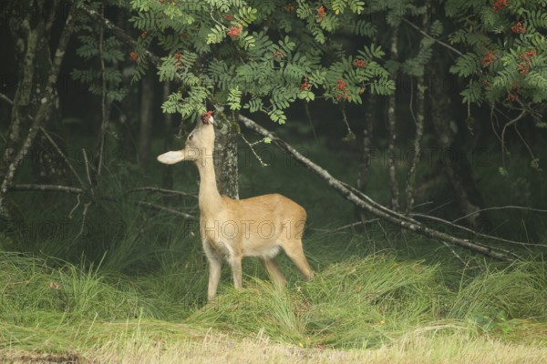 Roe deer (Capreolus capreolus) doe nibbling leaves and red berries of rowan (Sorbus aucuparia) Allgäu, Bavaria, Germany, Allgäu, Bavaria, Germany