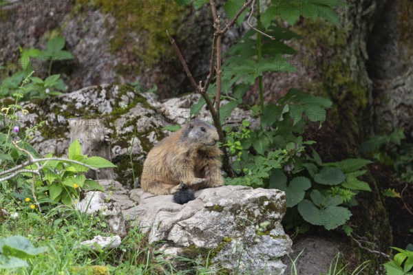 Adult marmot on the alpine meadow in front of the burrow on the Königsbachalm near Berchtesgaden