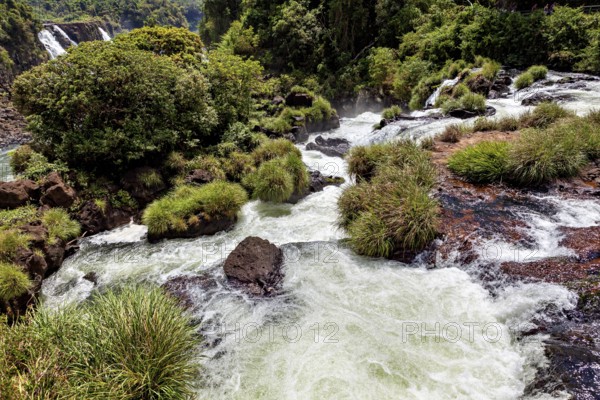 A lively river flows over rocks, surrounded by lush green vegetation, The Iguazu Falls between Argentina and Brazil