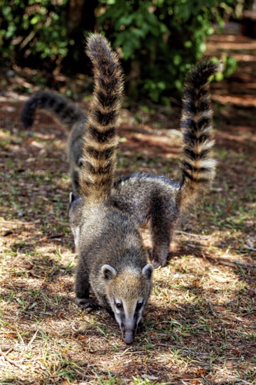 Two nasuas with high, striped tails explore the ground in the forest, The South American coati (Nasua nasua) in the jungle of Iguazu Argentina