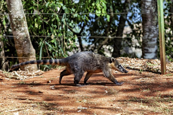 Nasua moves on earthy ground surrounded by a wooded area, The South American coati (Nasua nasua) in the jungle of Iguazu Argentina