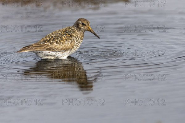 Black-legged stint (Calidris maritima) foraging, Aventdalen, Longyearbyen, Spitsbergen, Svalbard
