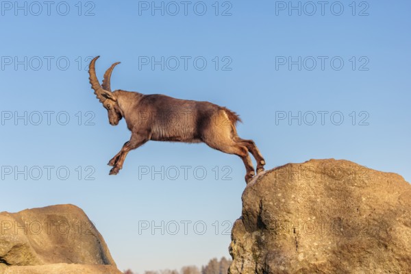 A male ibex (Capra ibex) leaps from rock to rock in the warm evening light. A blue sky can be seen in the background. Carinthia, Austria
