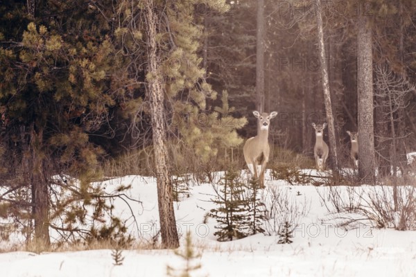 Wildlife on a winter road trip on the Icefields Parkway with lots of snow and ice, Banff National Park, Jasper National Park, Alberta, Canada