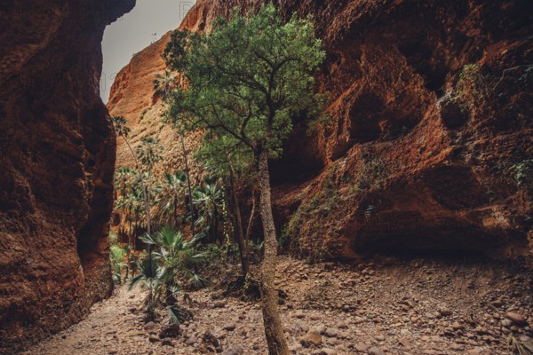 Bungle Bungles in Australia in the Outback, Australia