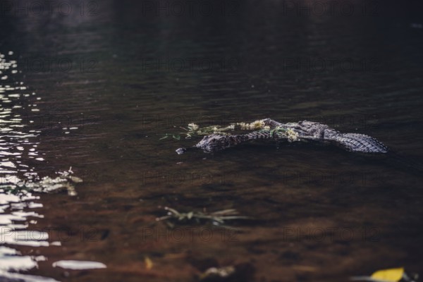 Special light atmosphere with crocodile in the outback in Windjana Gorge National Park in Australia