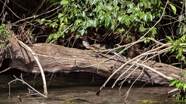 A bird sits on a fallen tree trunk in a dense, green forest with water in the foreground, A turtle on a tree trunk in the jungle of Iguazu in Argentina