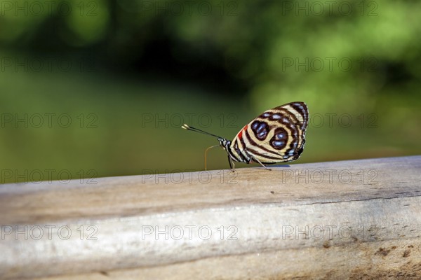 A colourful butterfly sits on a wooden beam with a blurred green background, A Godart's number wing butterfly in the jungle of Iguazu Argentina (Catagramma pygas)