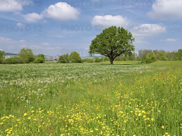English oak (Quercus robur), leaf budding in front of a blue cloudy sky, Freiamt, Canton Aargau, Switzerland