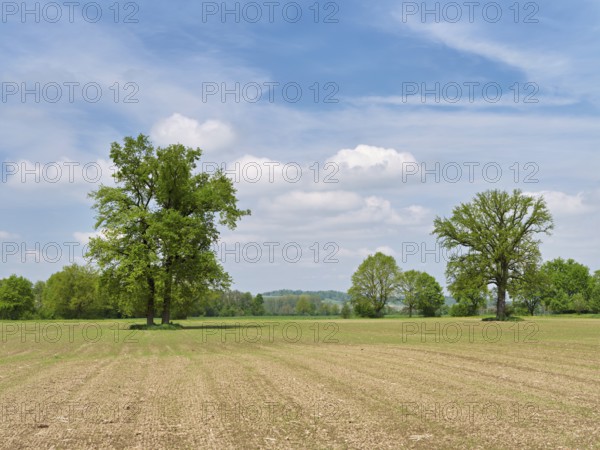 A group of English oaks (Quercus robur), standing in a field during leaf emergence, Siebeneichen nature reserve, Freiamt, Canton Aargau, Switzerland