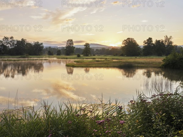 Morning atmosphere at a pond in the Schoren nature reserve, Mühlau, Freiamt, Canton Aargau, Switzerland