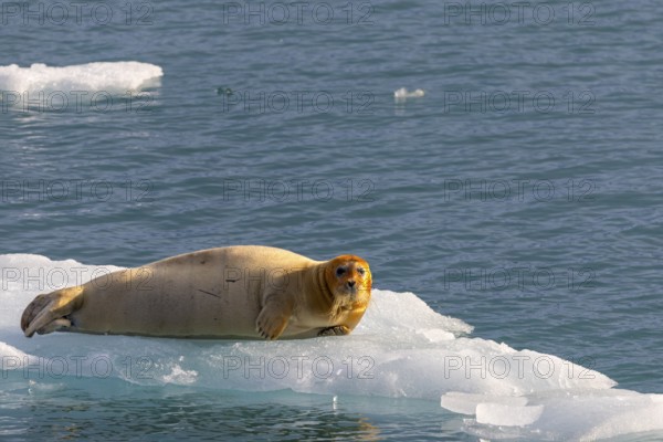 Bearded seal (Erignathus barbatus) on an ice floe, Lillienhöökbreen, Spitsbergen
