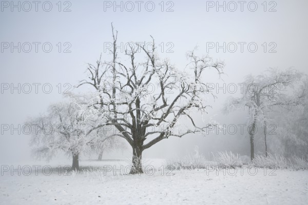Shrubs and trees in hoarfrost and fog, Horben, Lindenberg, Freiamt, Canton Aargau, Switzerland
