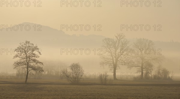 Meadows and trees in the early morning mist in the light of the rising sun, Reusstal, Aristau, Freiamt, Canton Aargau, Switzerland