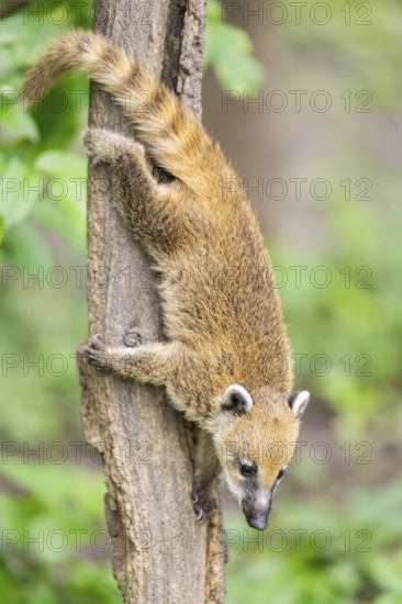 South American coati (Nasua nasua) youngster klimbing a little tree, captive, Zoo Augsburg