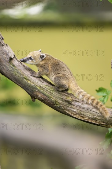 South American coati (Nasua nasua) youngster klimbing a little tree, captive, Zoo Augsburg
