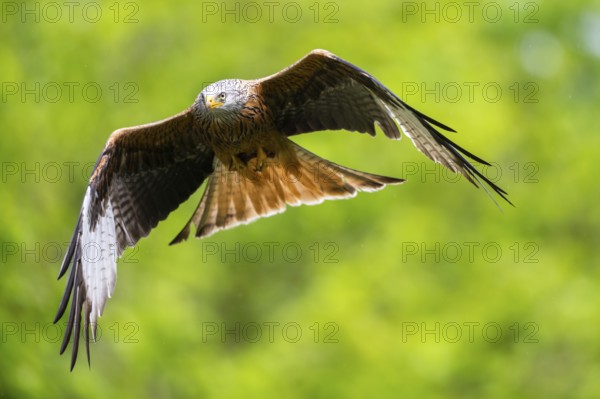 Red kite (Milvus milvus) flying in a forest in early summer, Bavaria, Germany