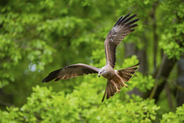 Black kite (Milvus migrans) flying in a forest in early summer, Bavaria, Germany