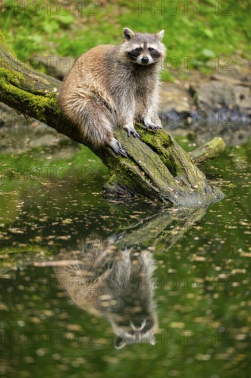Common raccoon (Procyon lotor) on the edge of a little lake, Bavaria, Germany