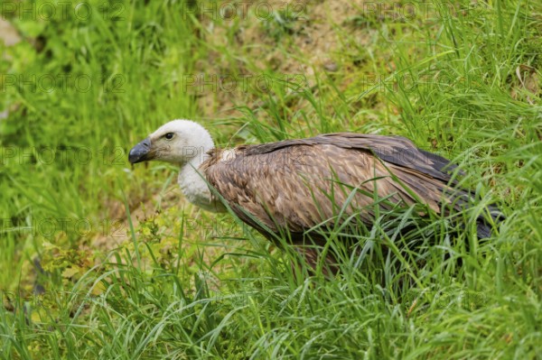 Eurasian griffon vulture (Gyps fulvus) on a meadow, Bavaria, Germany