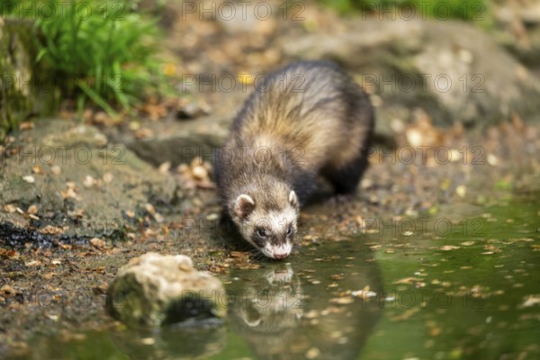 Ferret (Mustela putorius furo) on the edge of a little lake, Bavaria, Germany