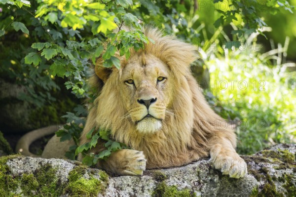 Southern African lion (Panthera leo melanochaita) male, lying on a rock, captive, Zoo Augsburg, Germany