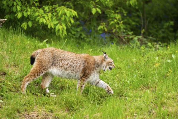 Eurasian lynx (Lynx lynx) walking in the grass, Bavaria, Germany