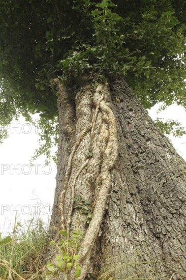 Ivy (Araliaceae) with arm-thick roots climbing up an old pear tree (Pyrus), Mostviertel, Lower Austria, Austria, Lower Austria, Austria