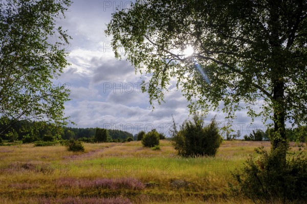 Ellerndorfer Heide, broom heather blossom, Südheide, Lüneburg Heath, near Eimke, Lower Saxony, Germany
