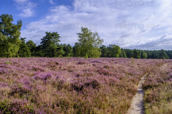 Heath on Wietzer Berg, broom heather blossom, Südheide, Lüneburg Heath, near Faßberg, Lower Saxony, Germany