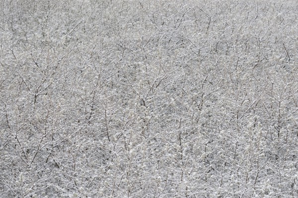 Winter day, onset of winter, snow lies on the bushes in the dune landscape of Norddeich, North Sea, Lower Saxony, Germany