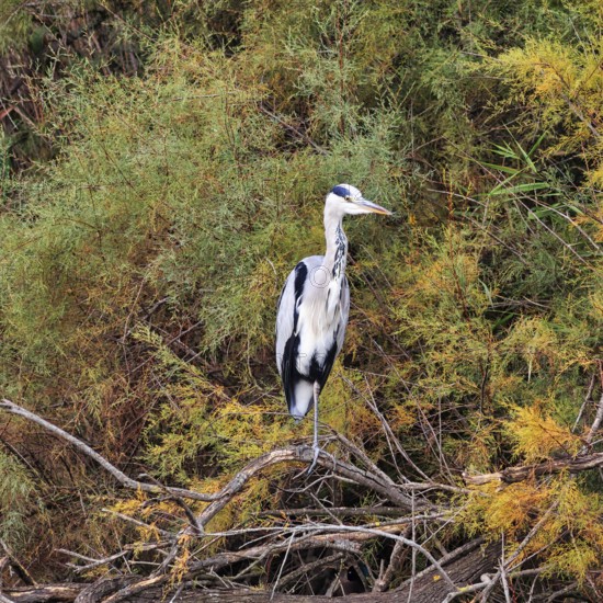 Grey heron (Ardea cinerea), attentive, Pont de Gau bird park, Camargue, France