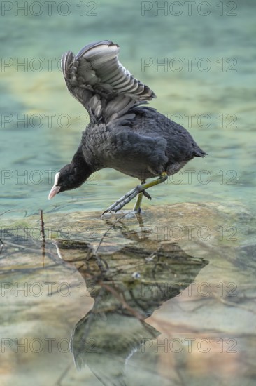 Eurasian Coot at the Hintersee near Ramsau in Berchtesgadener Land washing and a reflection in the crystal clear water of the lake