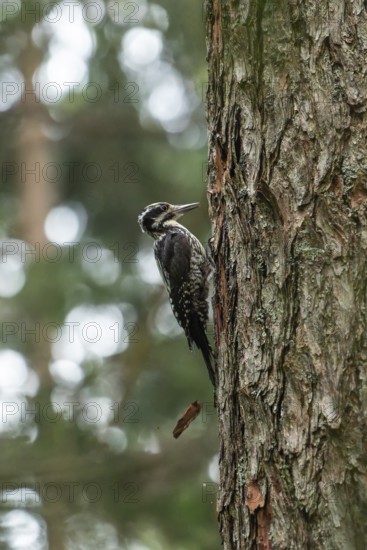 Three-toed woodpecker foraging in the Bavarian Alps